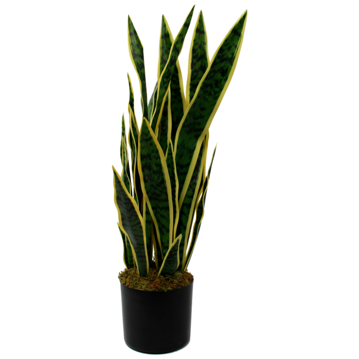 Sansevieria artificielle
