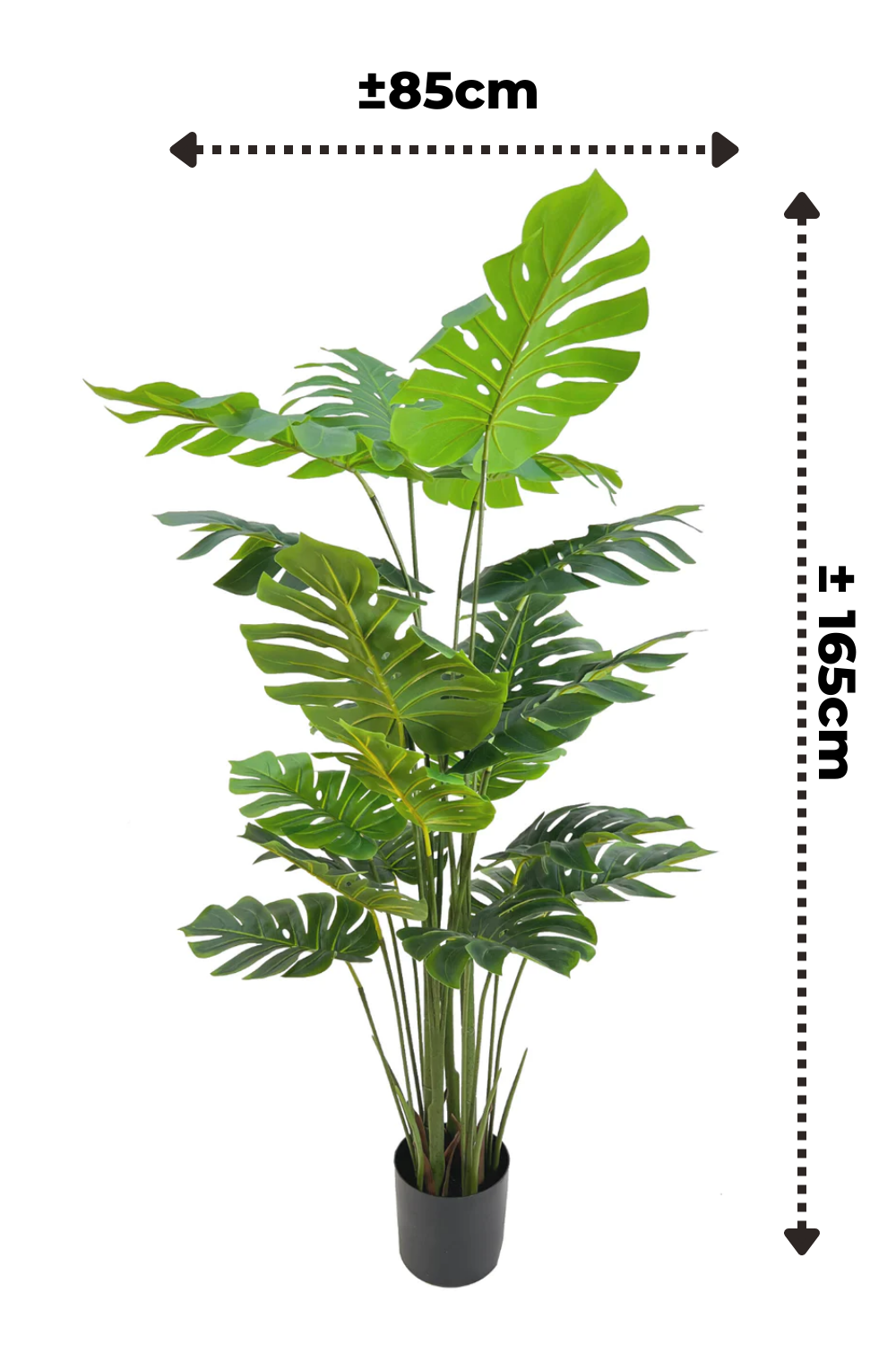 Dimensions de la Monstera Artificielle