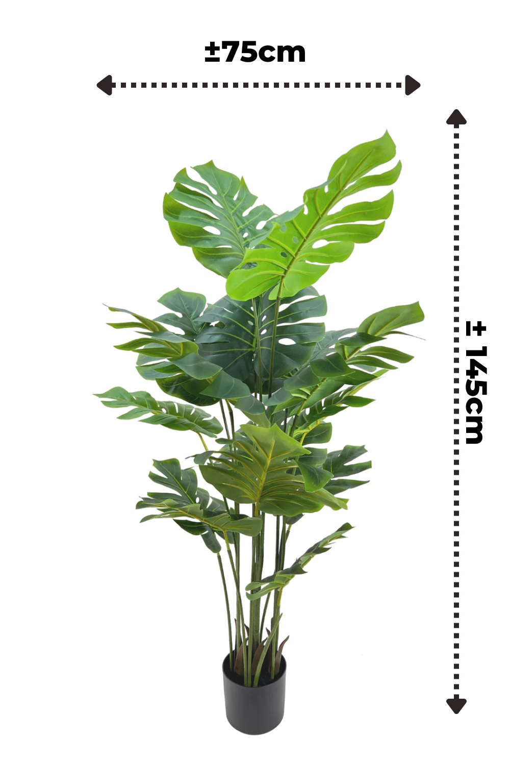 Dimensions de la Monstera Artificielle 145cm