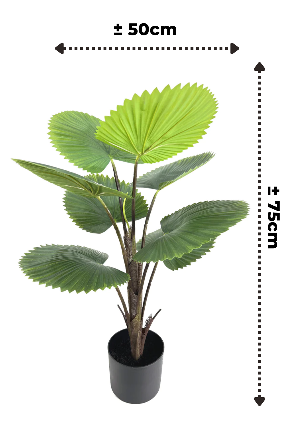 Dimensions du Palmier Éventail Artificiel