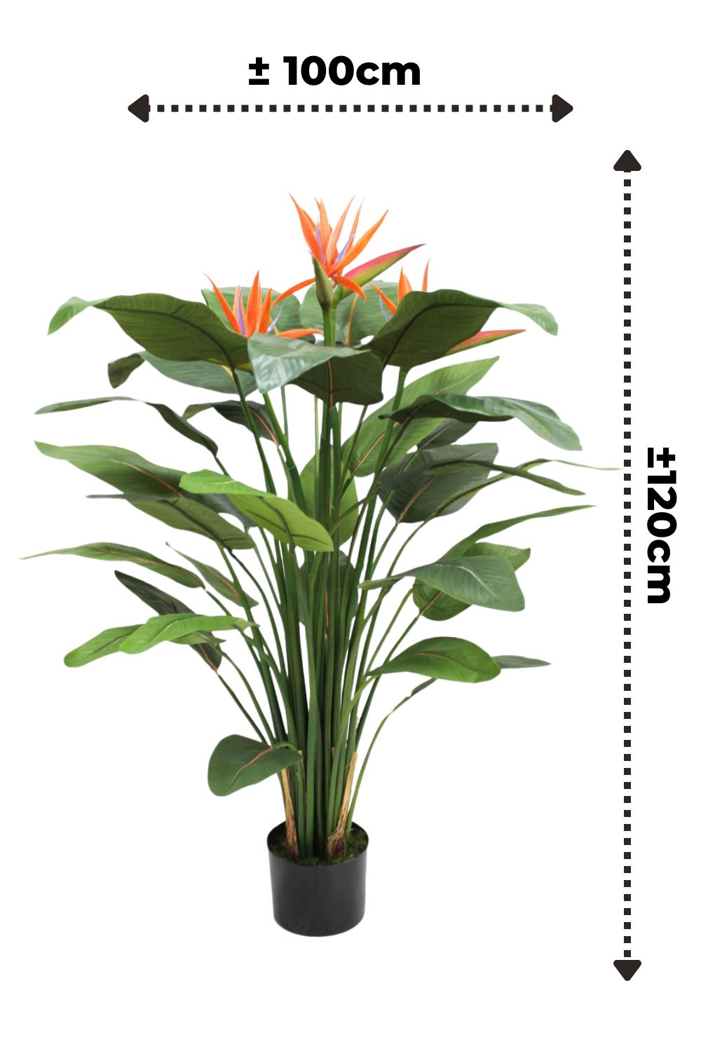 Dimensions du Strelitzia Artificielle 120cm avec fleur
