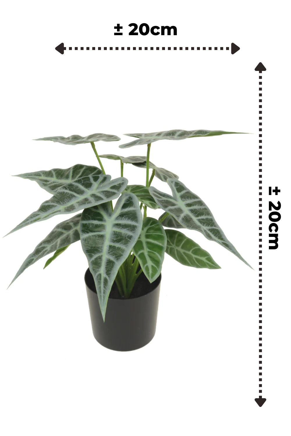 Dimensions du Caladium Artificiel 20cm