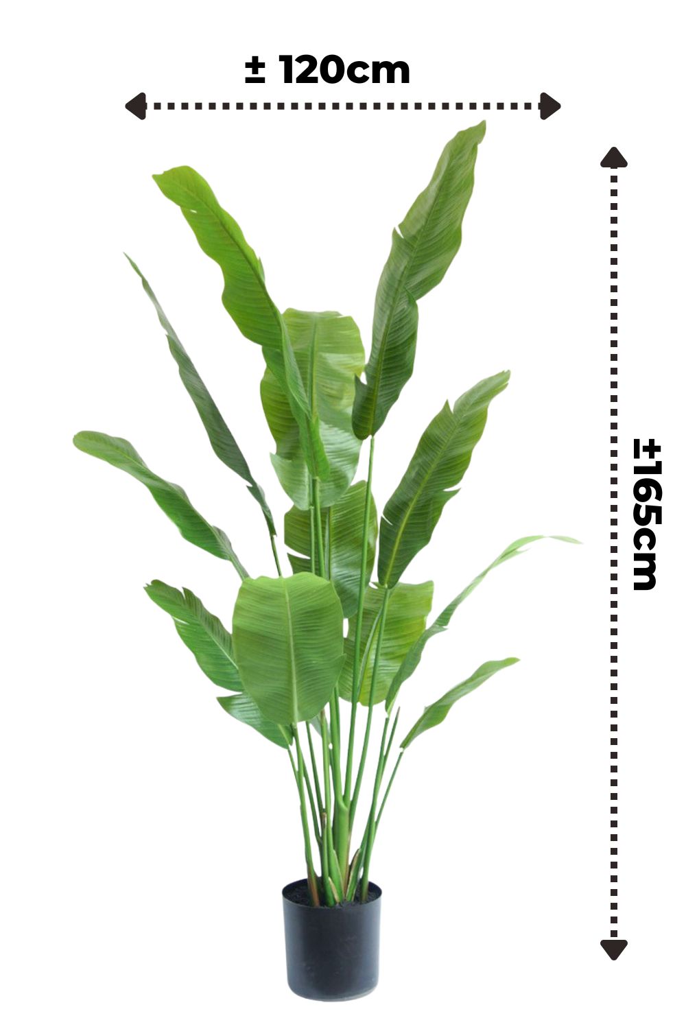 Dimensions du Strelitzia Artificielle 165cm