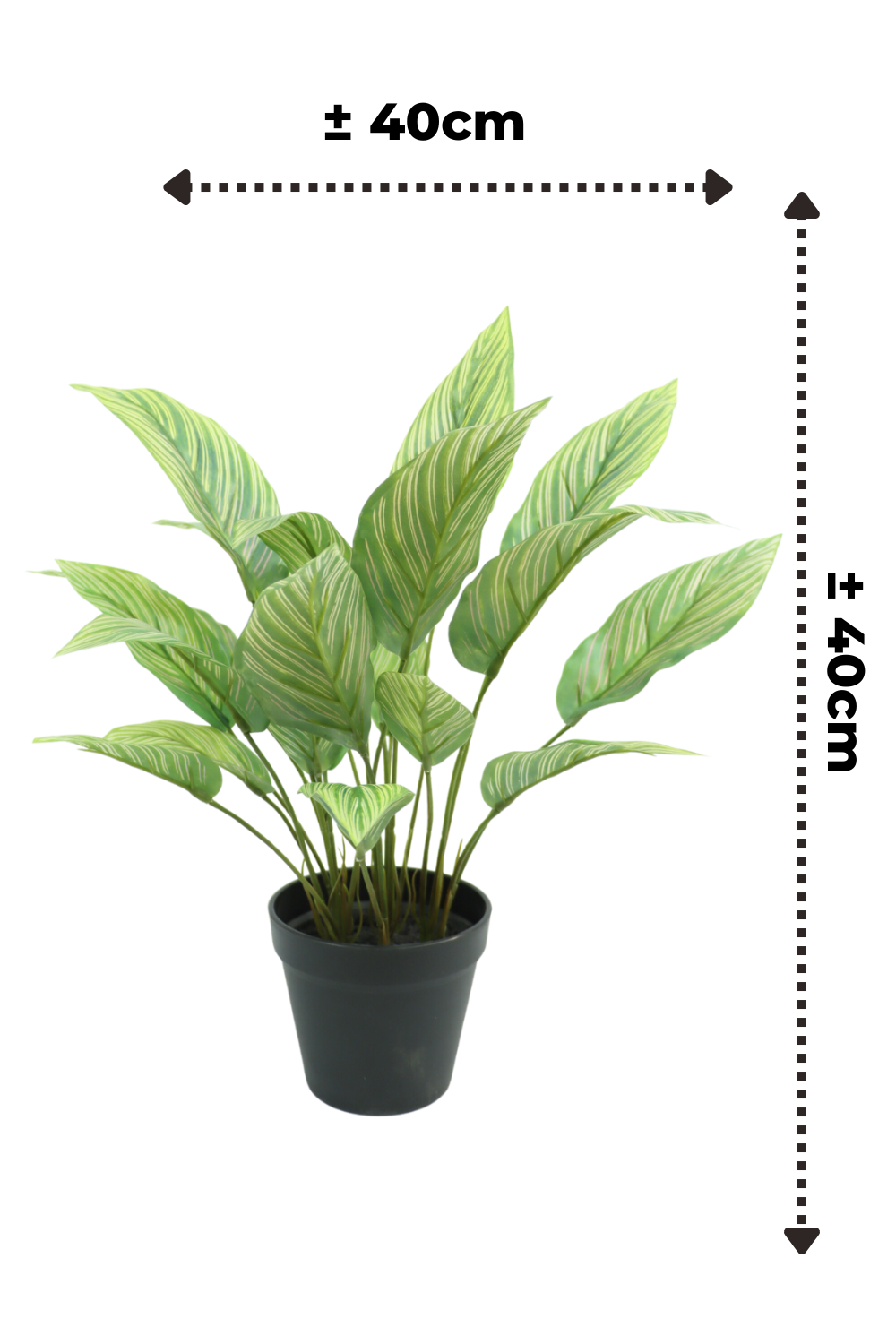 Dimensions de la Maranta Artificielle 40cm