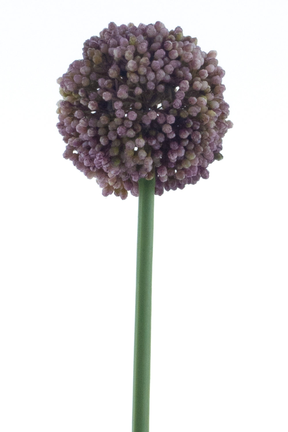 Allium Artificiel Violet 66cm