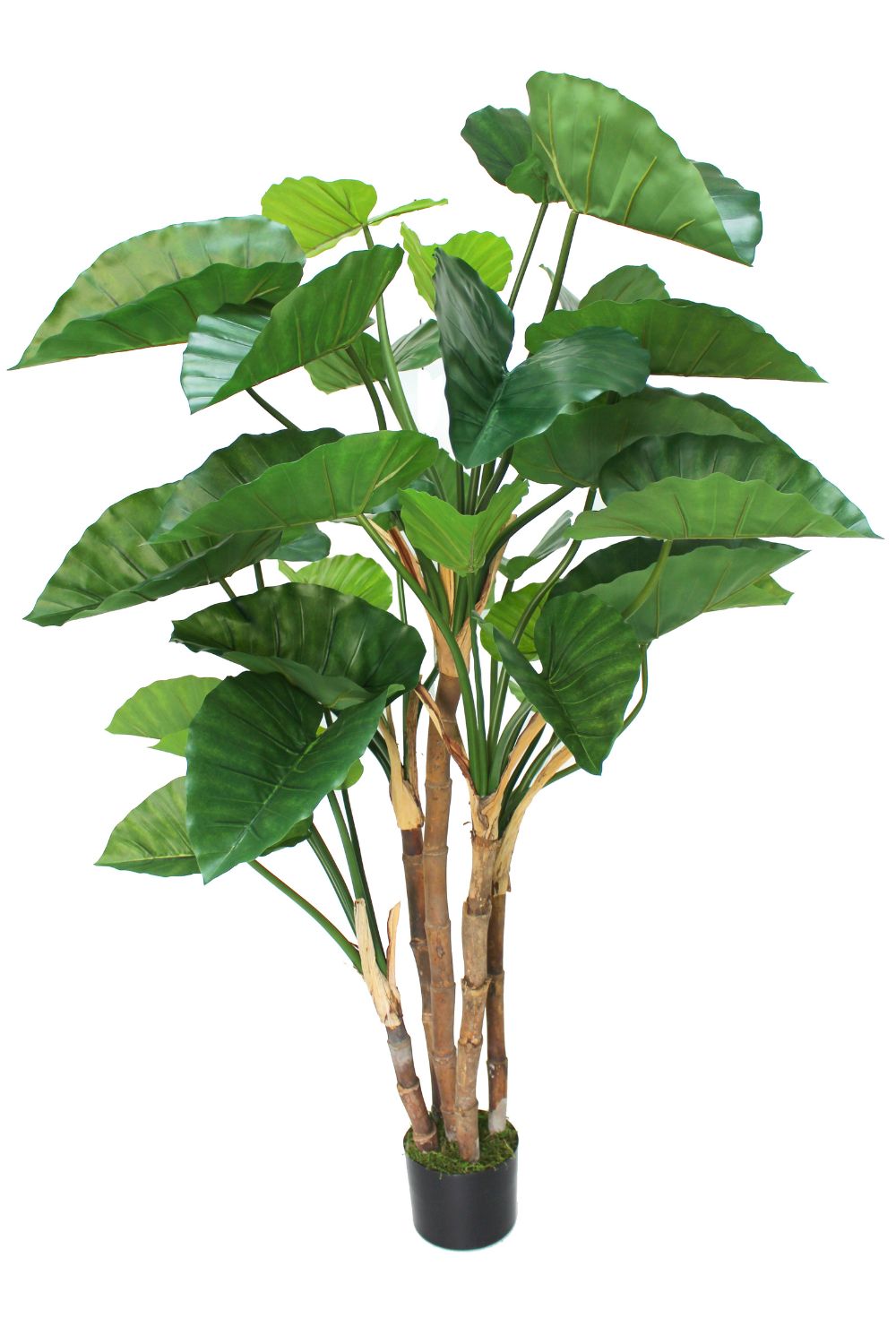 Alocasia Artificielle 165cm