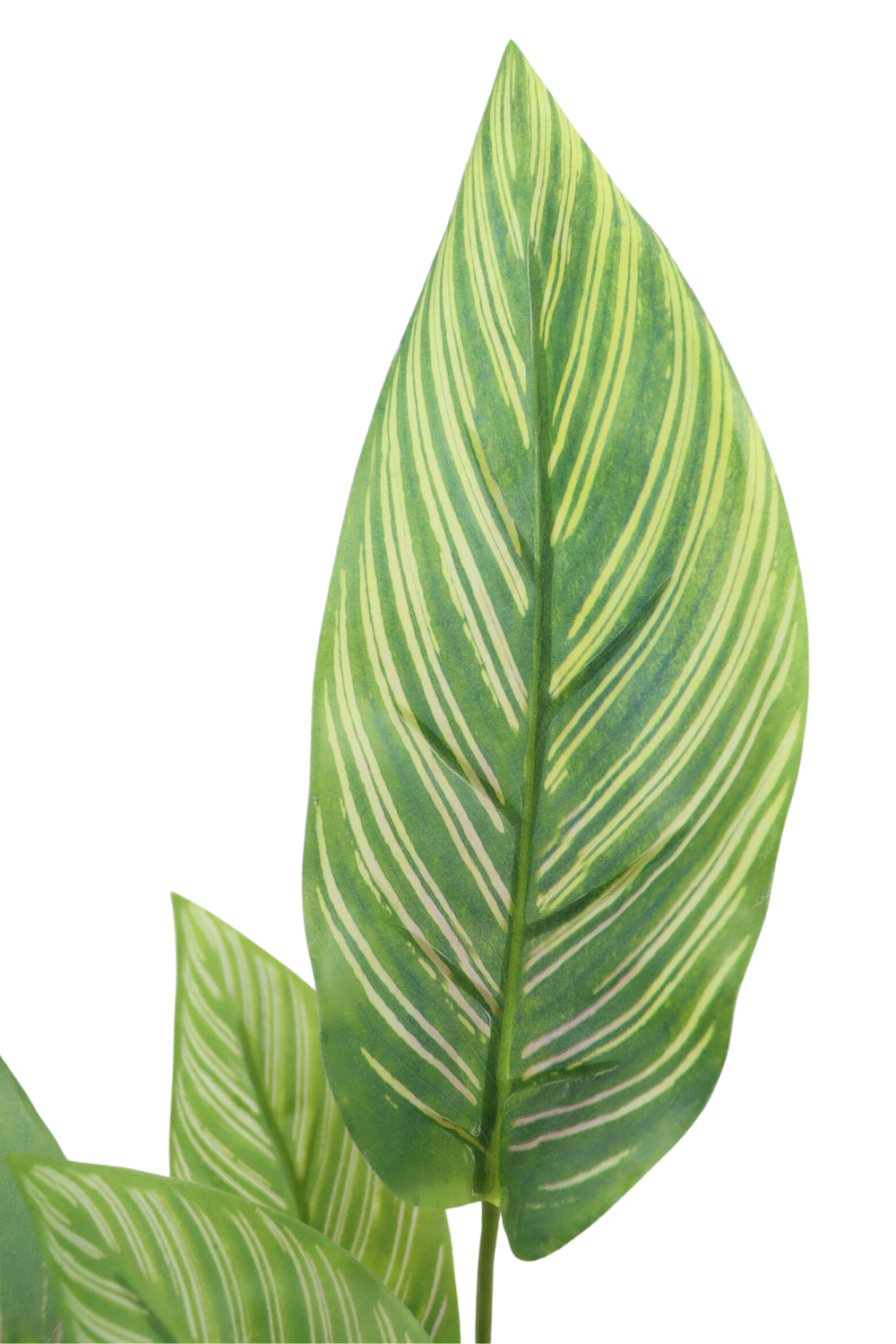 Feuille de la Maranta Artificielle 40cm