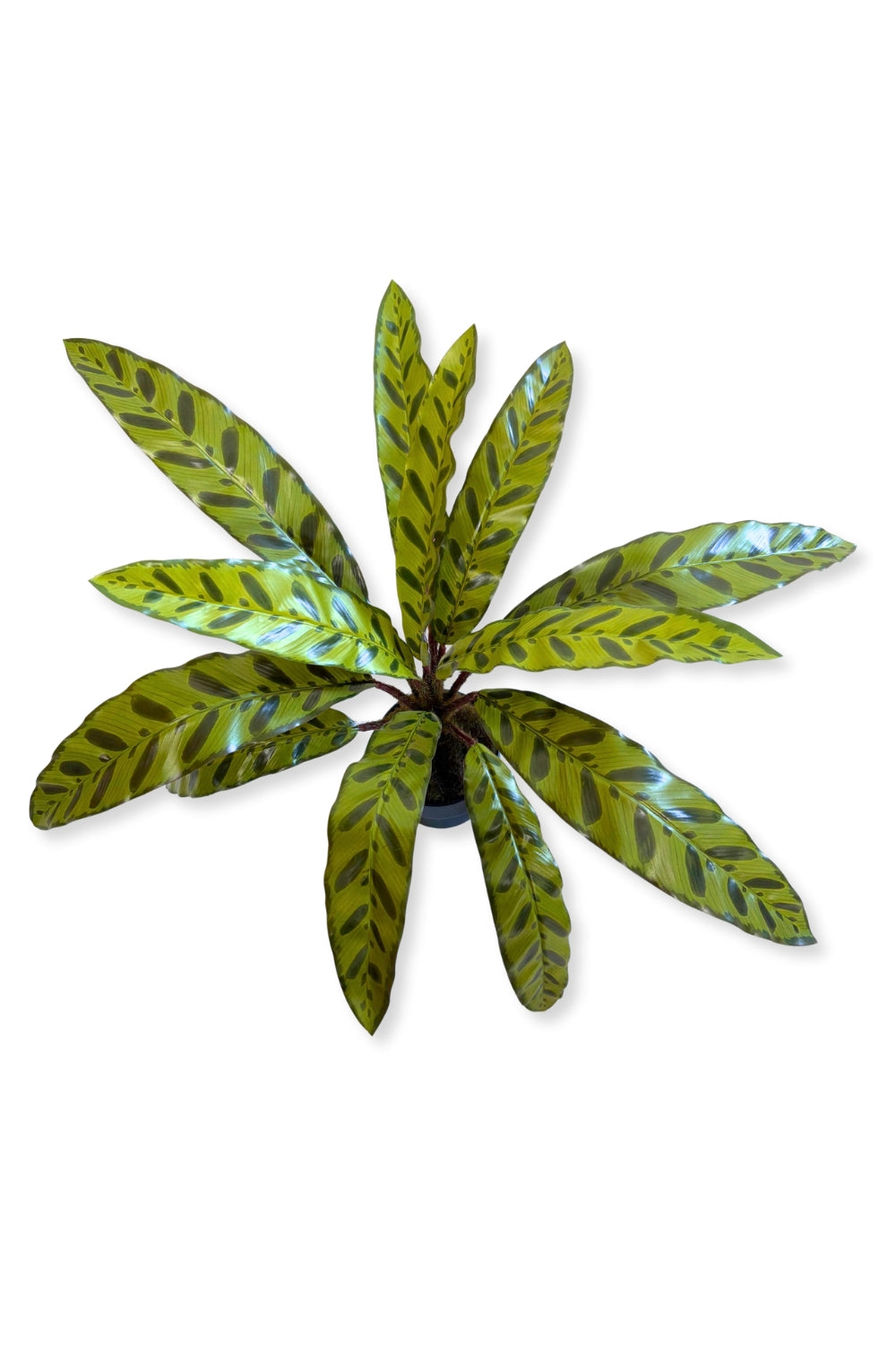 Vue de dessus de la Calathea Artificielle 45cm