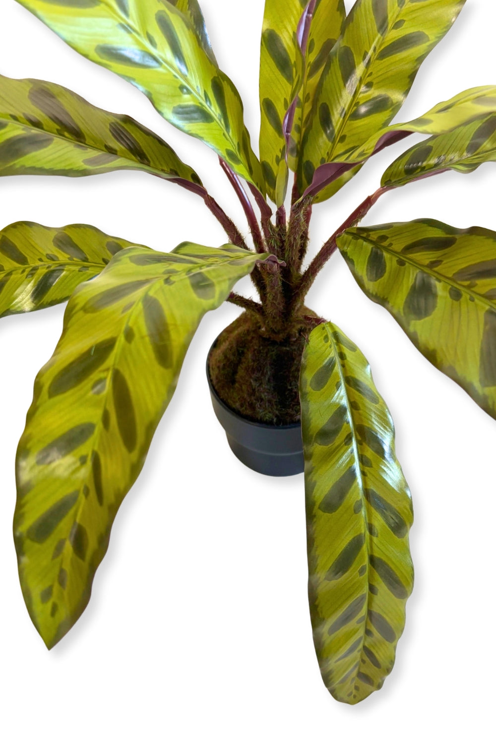Détails du Calathea Artificielle