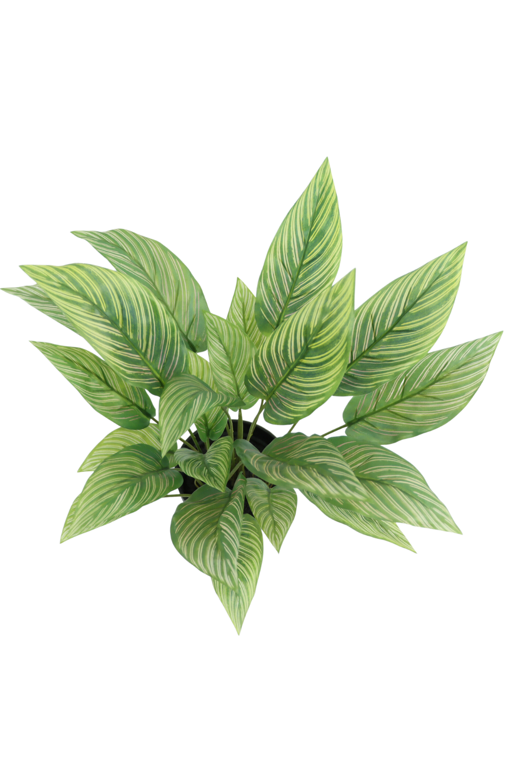 Vue de dessus de la Maranta Artificielle 40cm