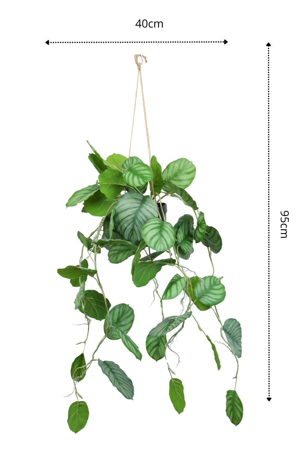 Dimensions de la Calathea Artificielle Suspendue 95cm