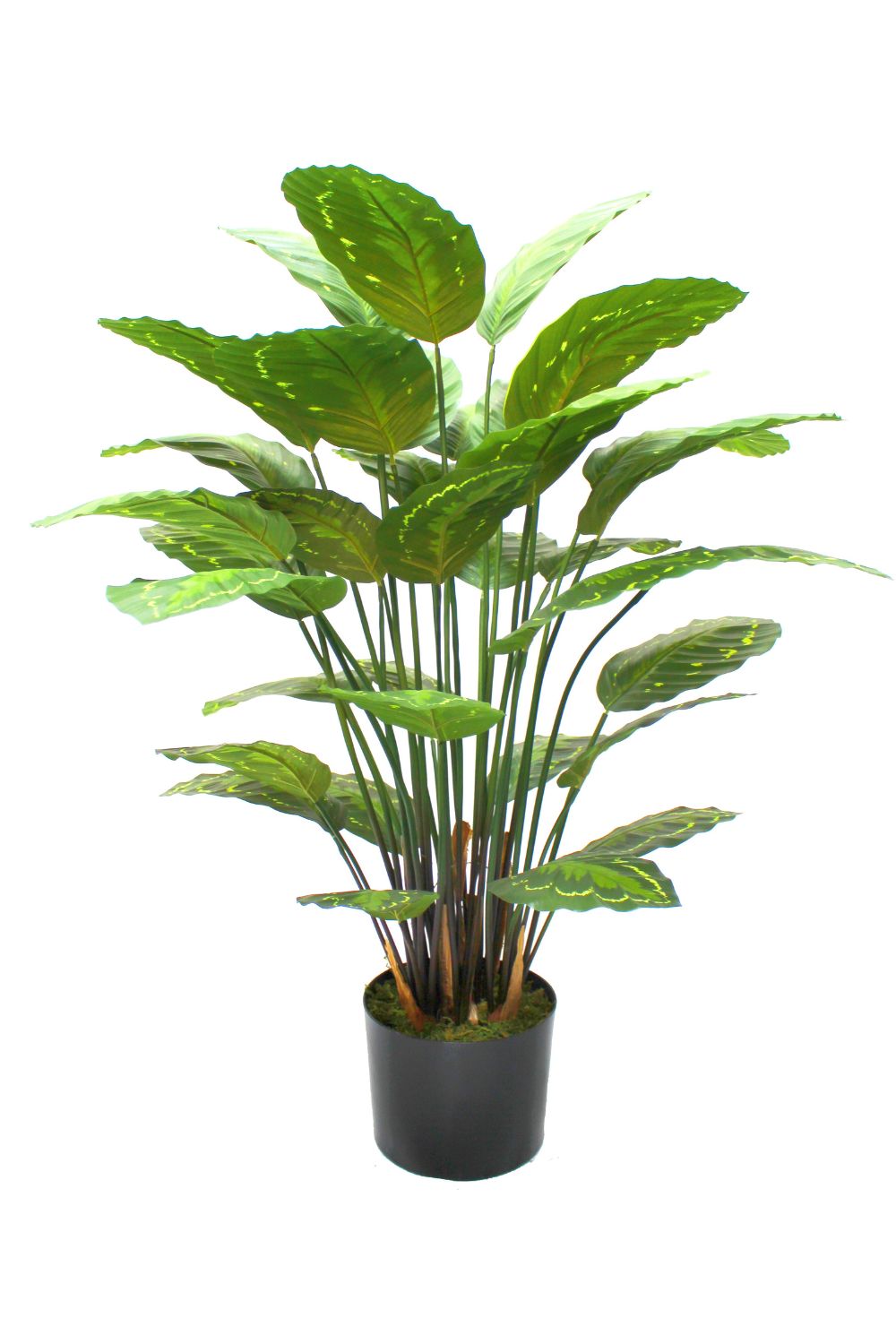Calathea Artificielle 70cm