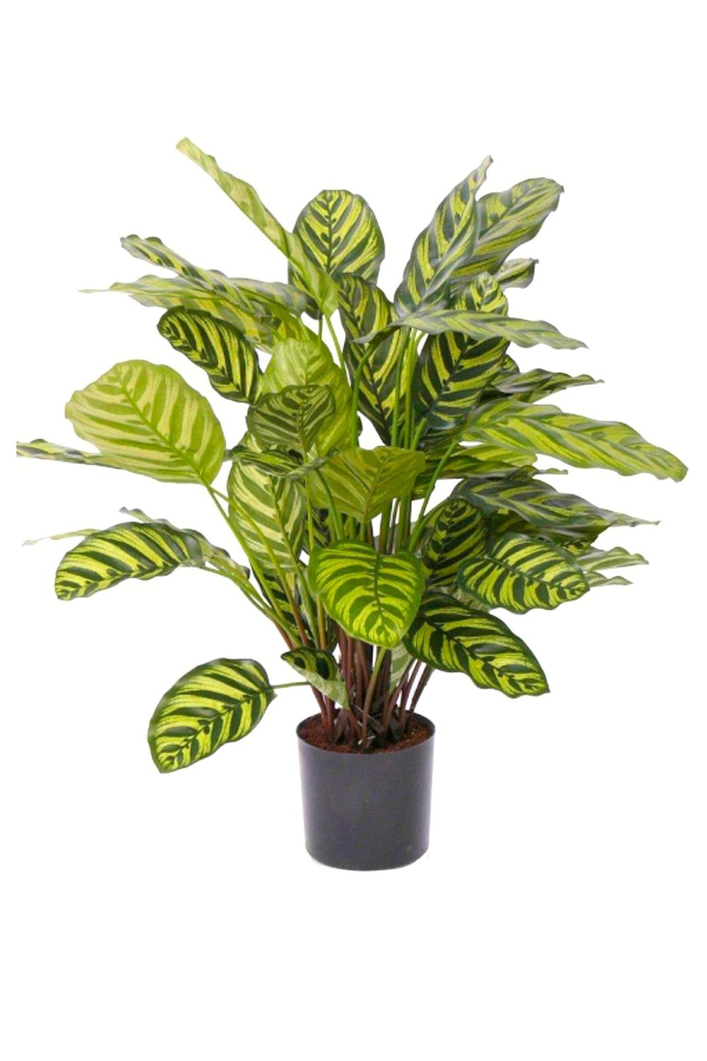 Calathea Artificielle 75cm