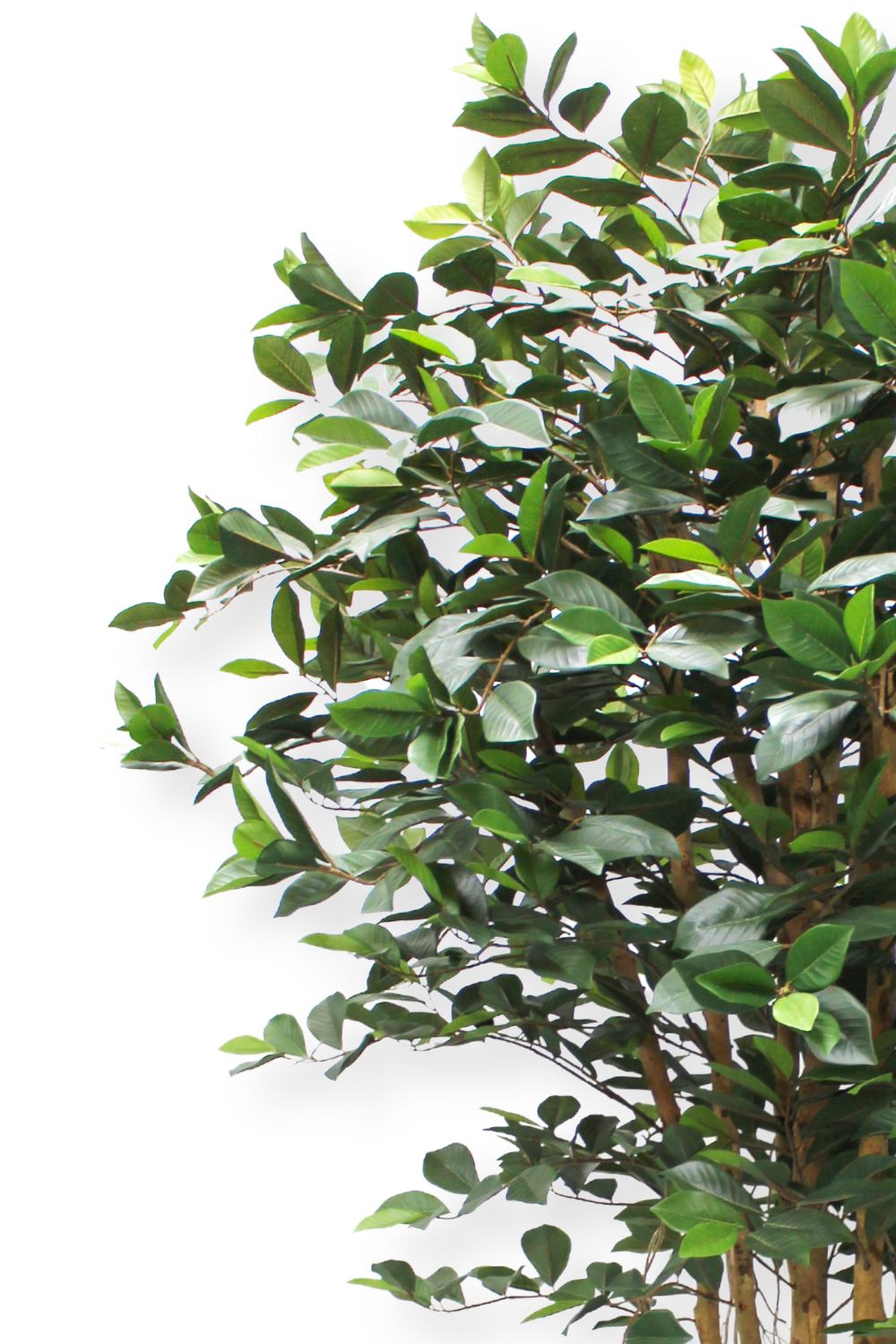 Ficus artificiel 180 cm