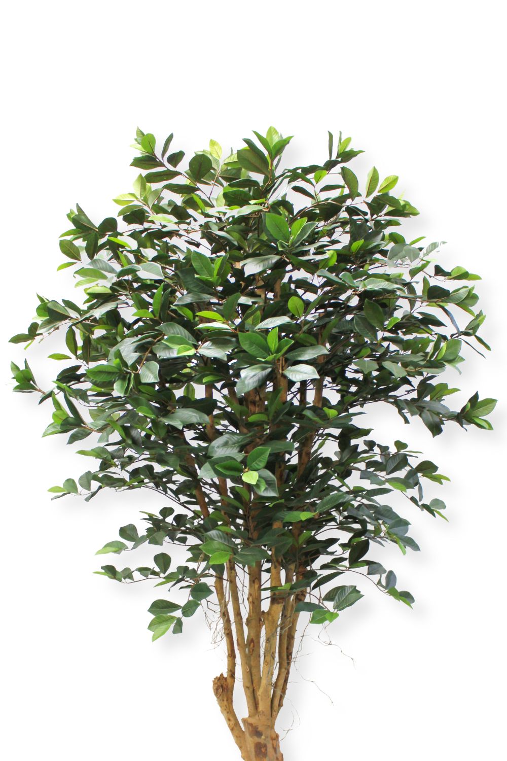 Ficus artificiel 180 cm