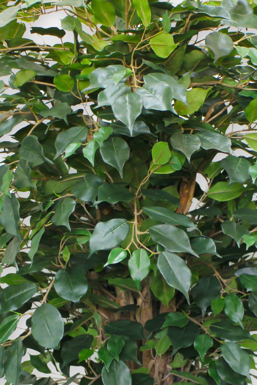 Ficus Liana artificielle 180 cm