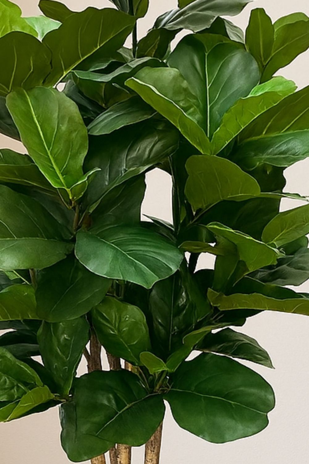 Détail du Ficus Artificiel 180cm