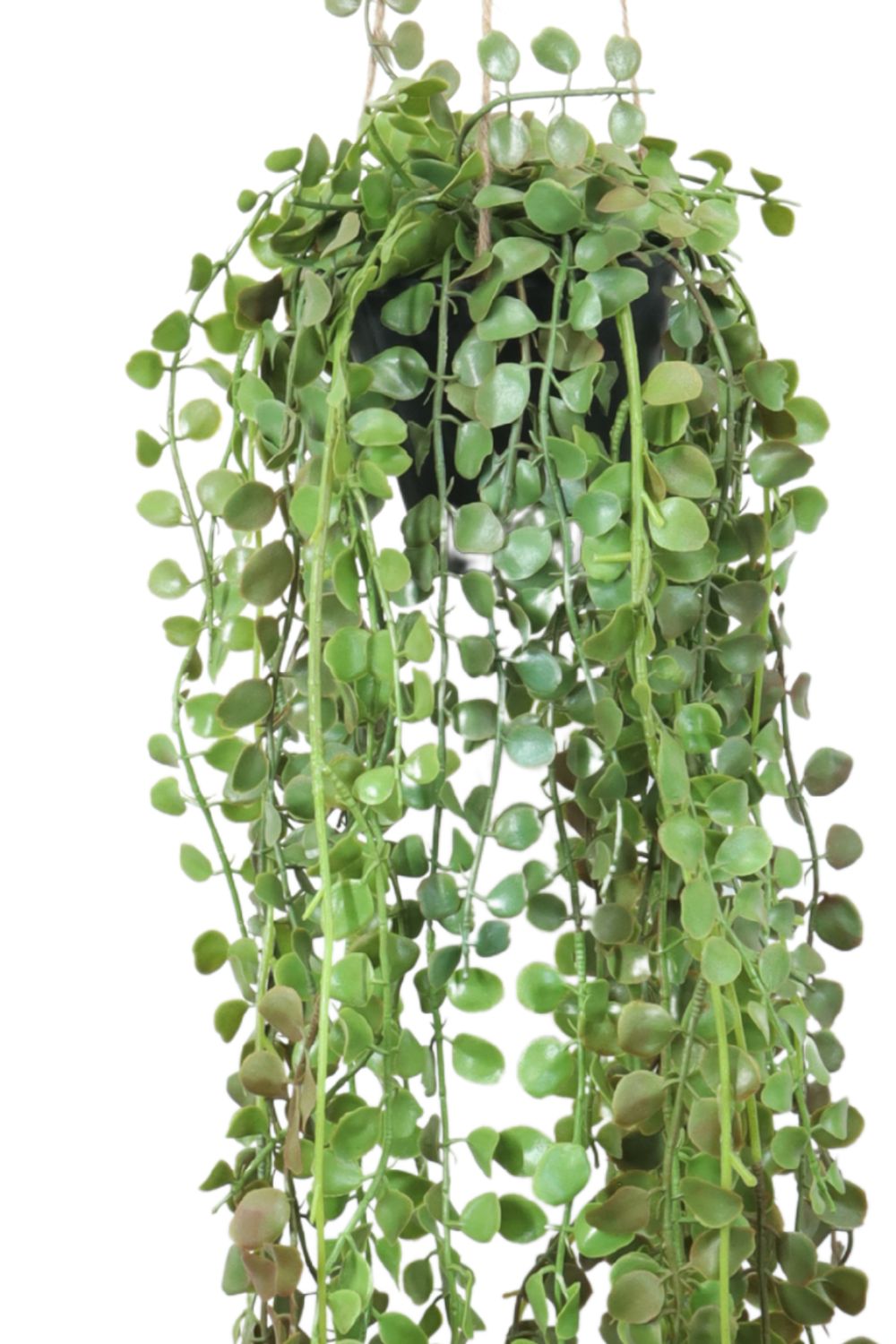 Ficus Pumilla Plante Artificielle Suspendue 70 cm