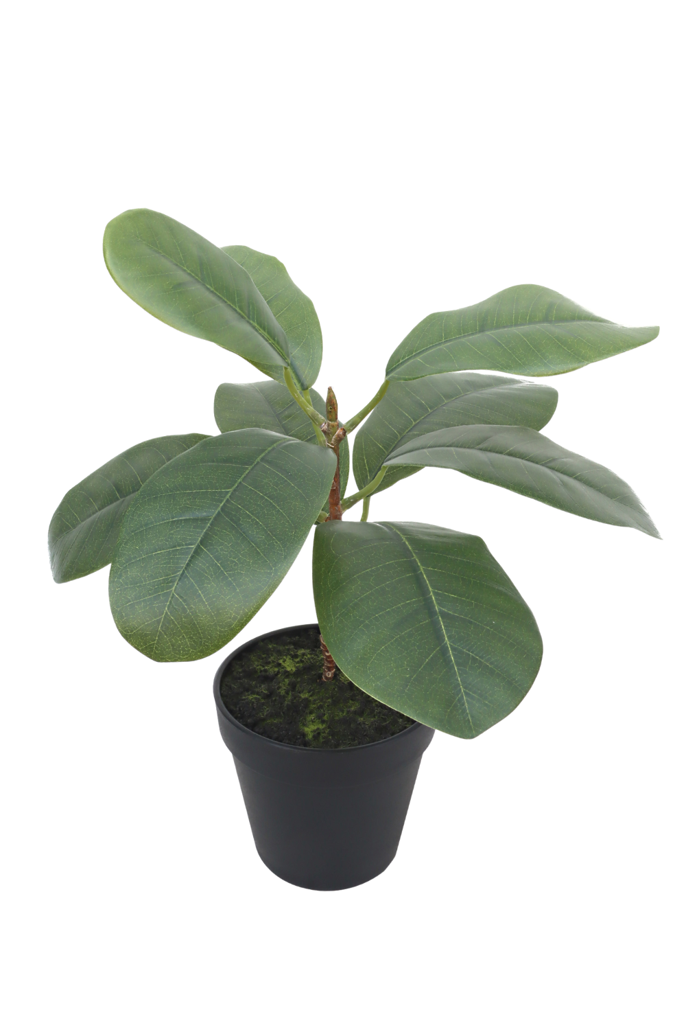 Ficus Artificiel 35cm