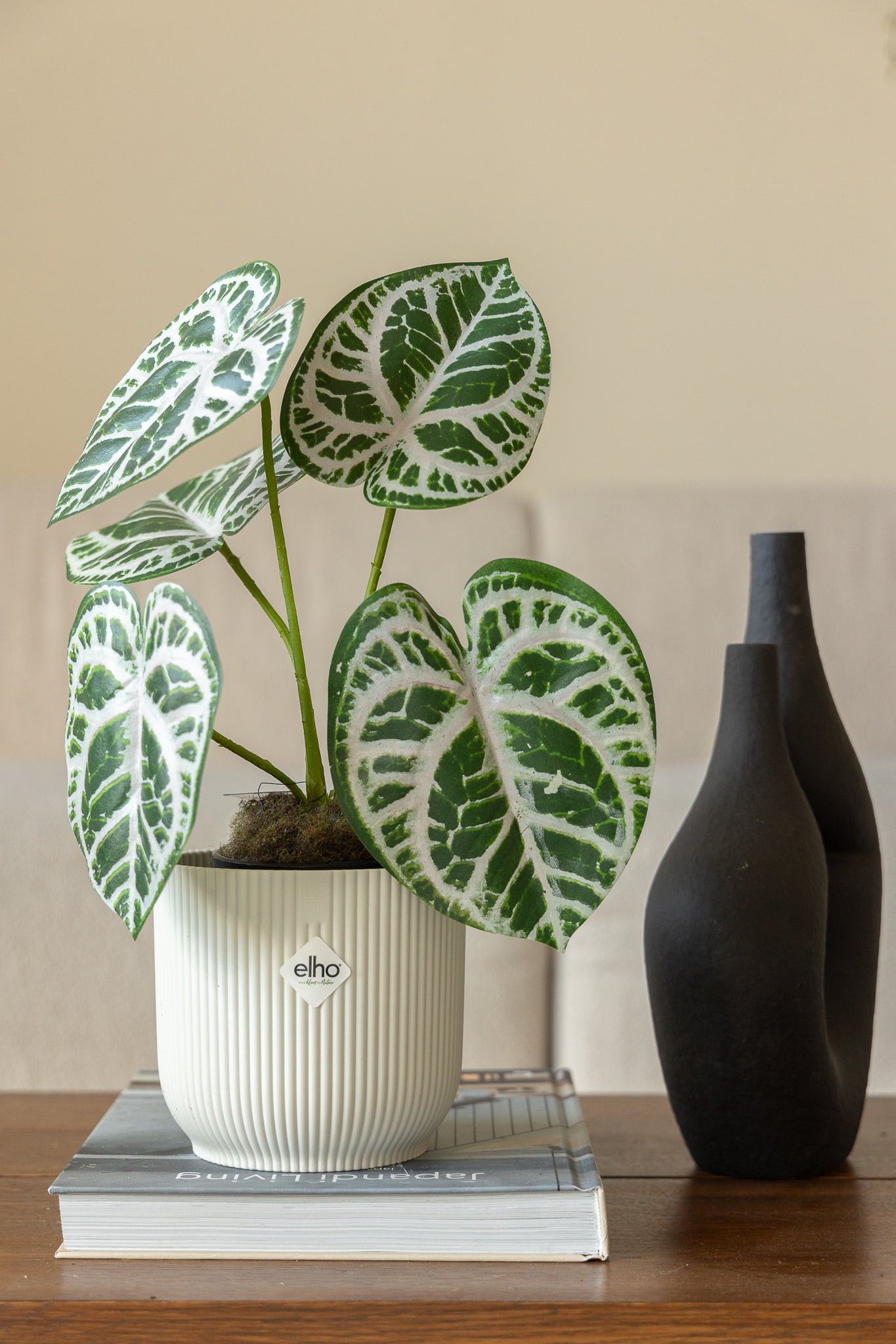 Photo d'ambiance du Calathea Artificielle 30cm