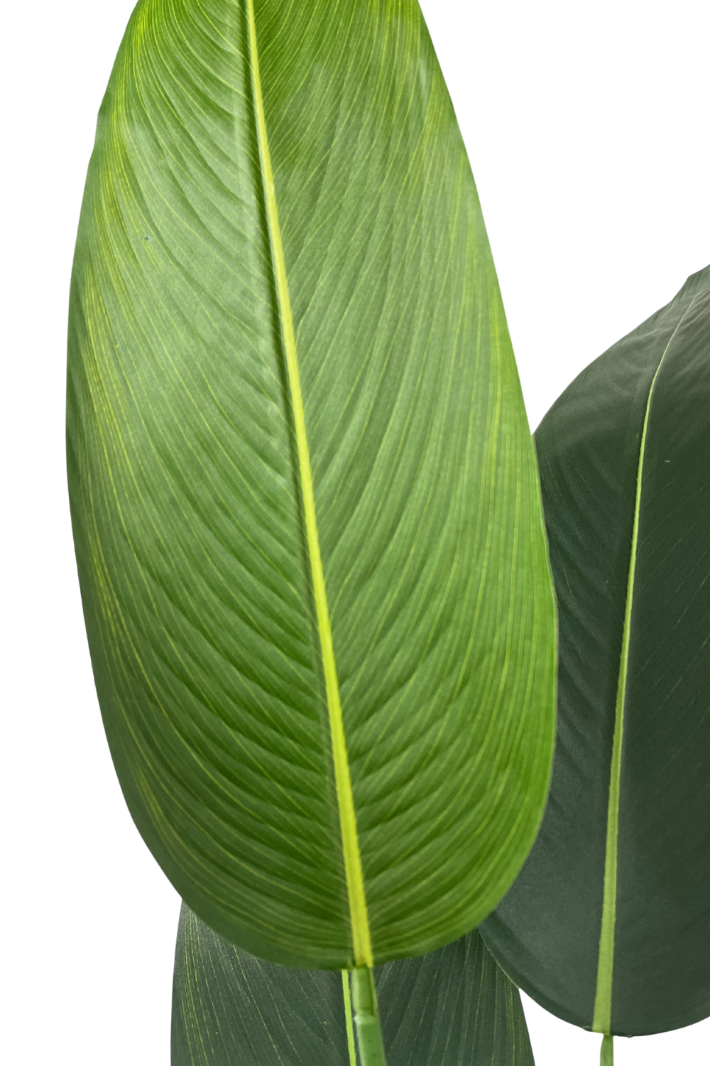 Strelitzia artificielle avec fleur 180 cm