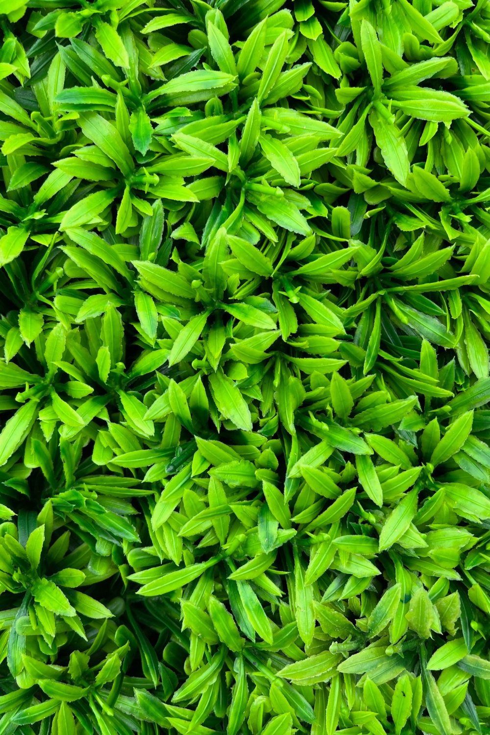 Haie artificielle verte 50x50 cm avec protection UV