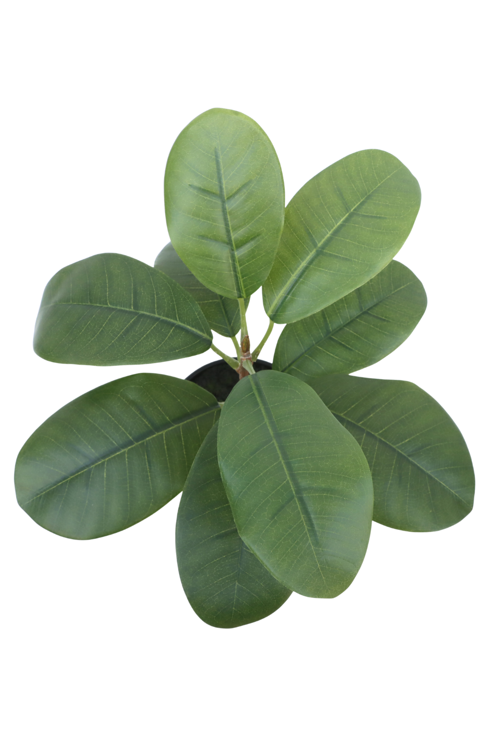 Vue de dessus du Ficus Artificiel 35cm