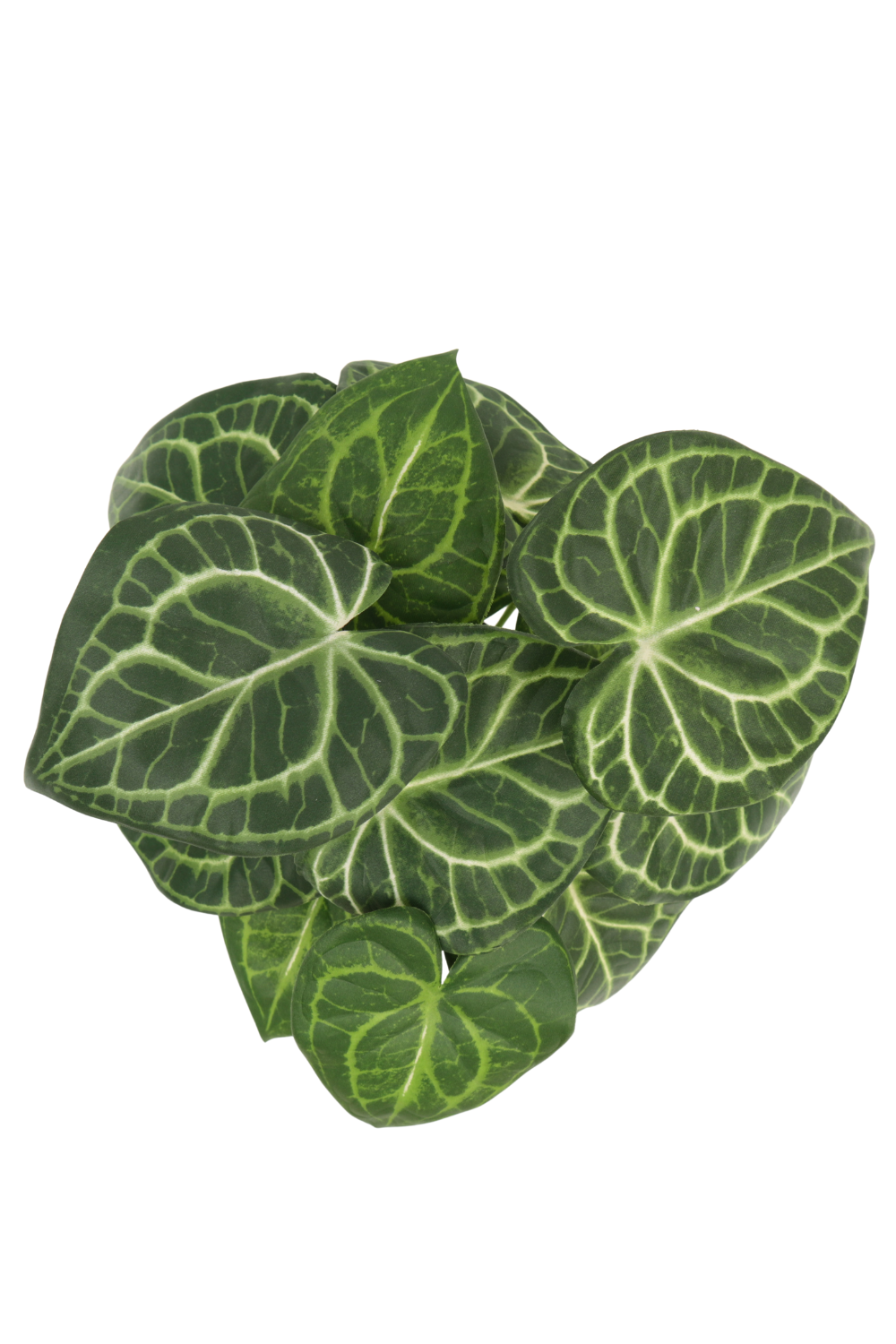 Plante artificielle Syngonium 30 cm