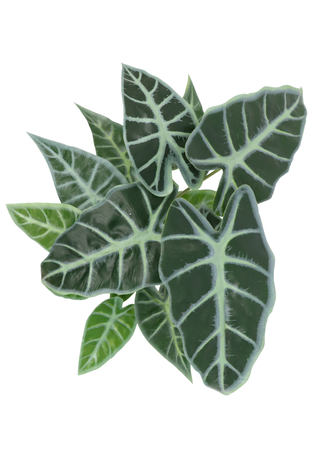 Vue de dessus du Caladium Artificiel 38cm