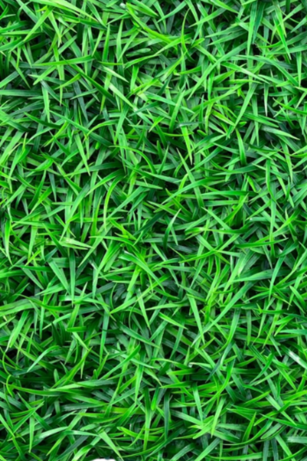 Haie Artificielle Herbe 60x40 cm