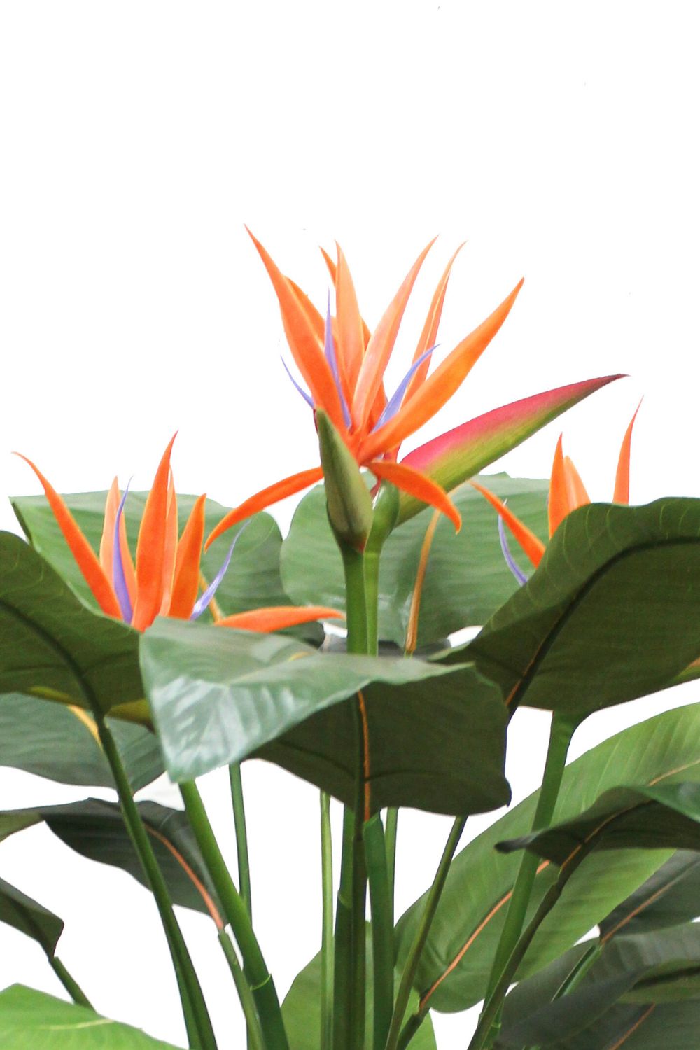 Détails du Strelitzia Artificielle 120cm avec fleur