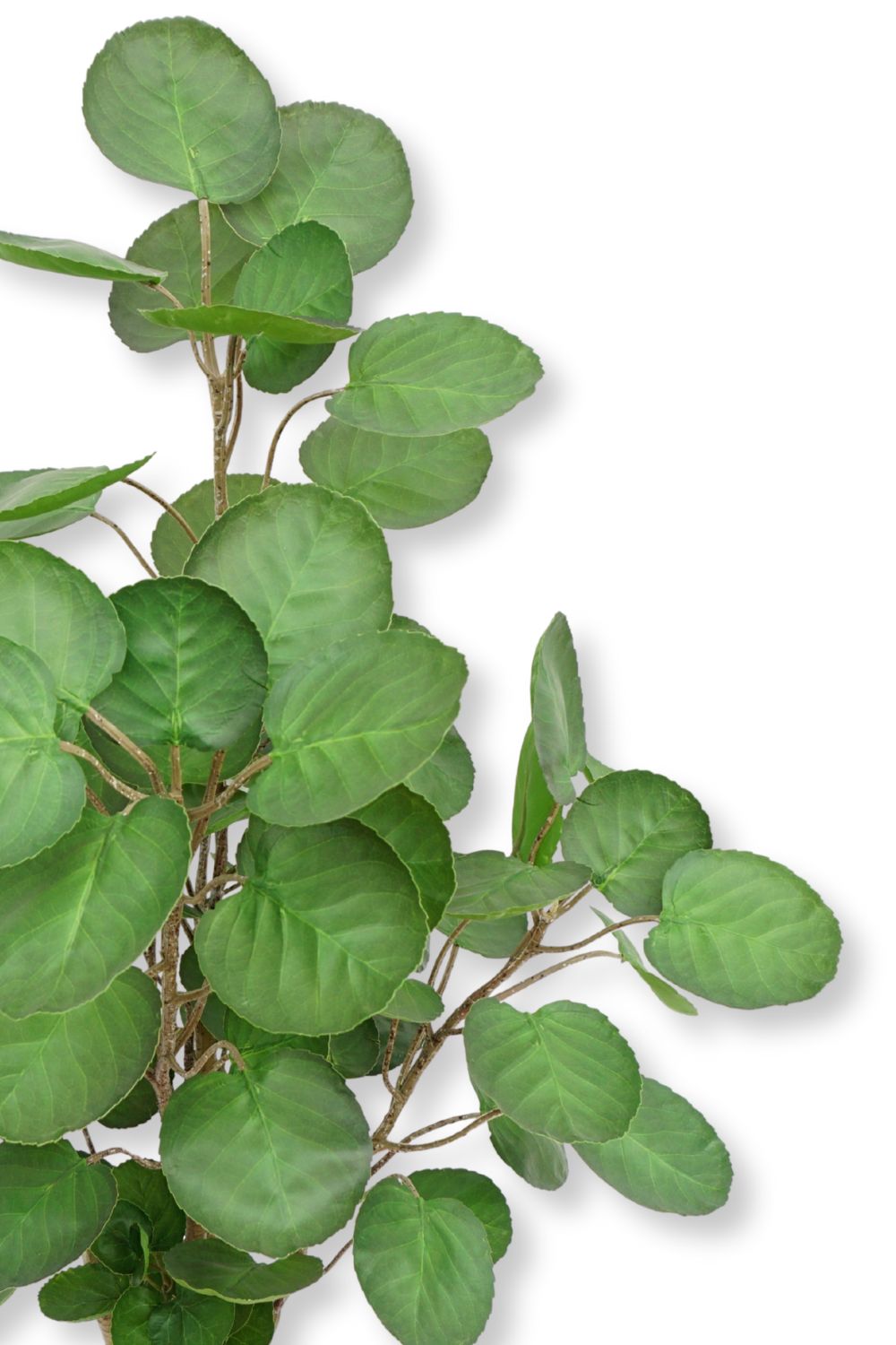 Photo de détail du Polyscias Artificiel 110cm