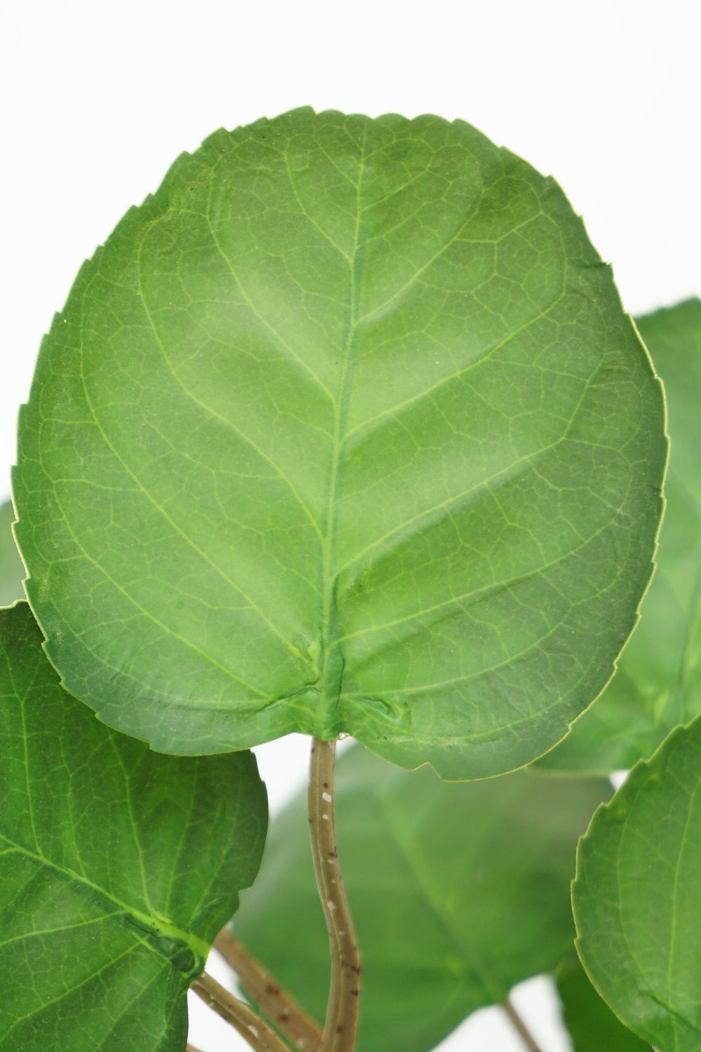 Feuille du Polyscias Artificiel 110cm