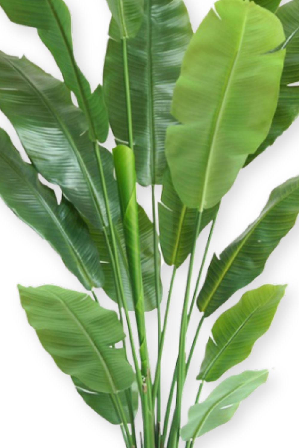 Plante Artificielle Strelitzia 180 cm Deluxe