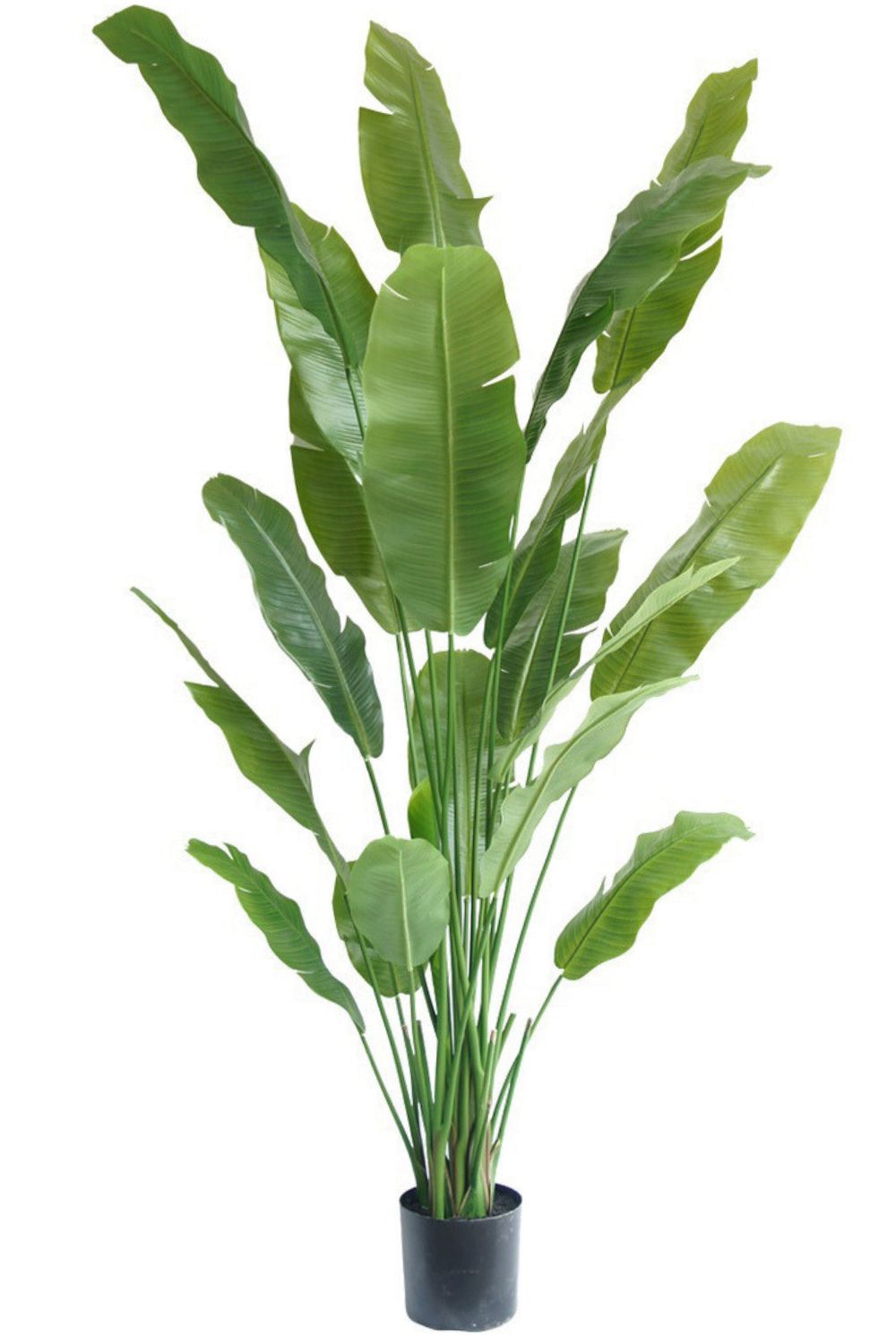 Strelitzia Artificielle 210 cm