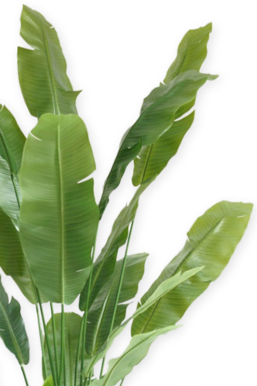 Strelitzia Artificielle 210 cm