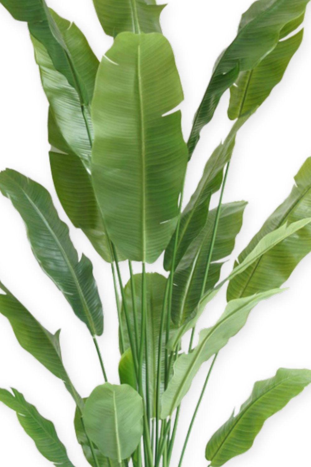 Strelitzia Artificielle 210 cm