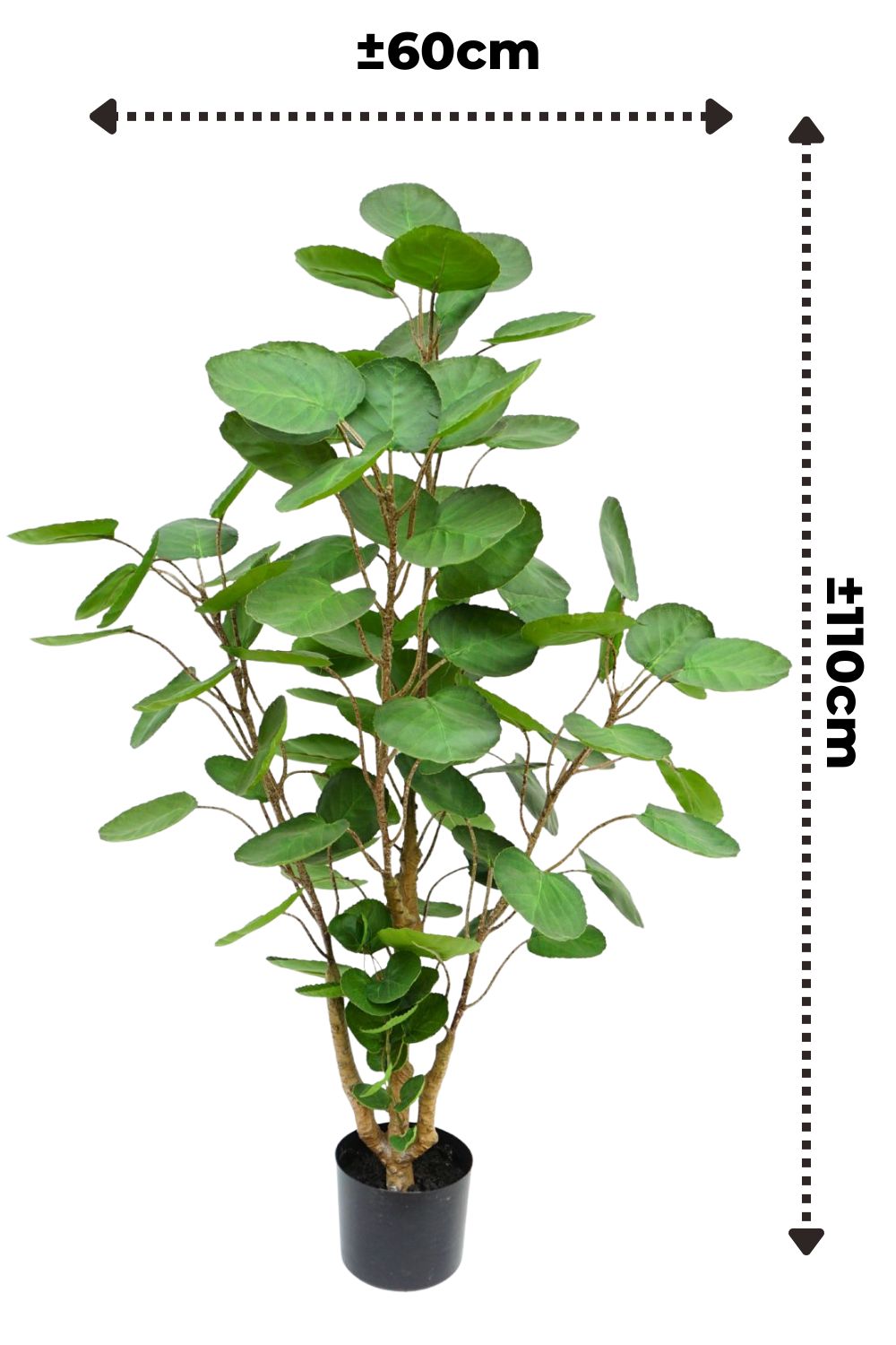 Dimensions du Polyscias Artificiel 110cm