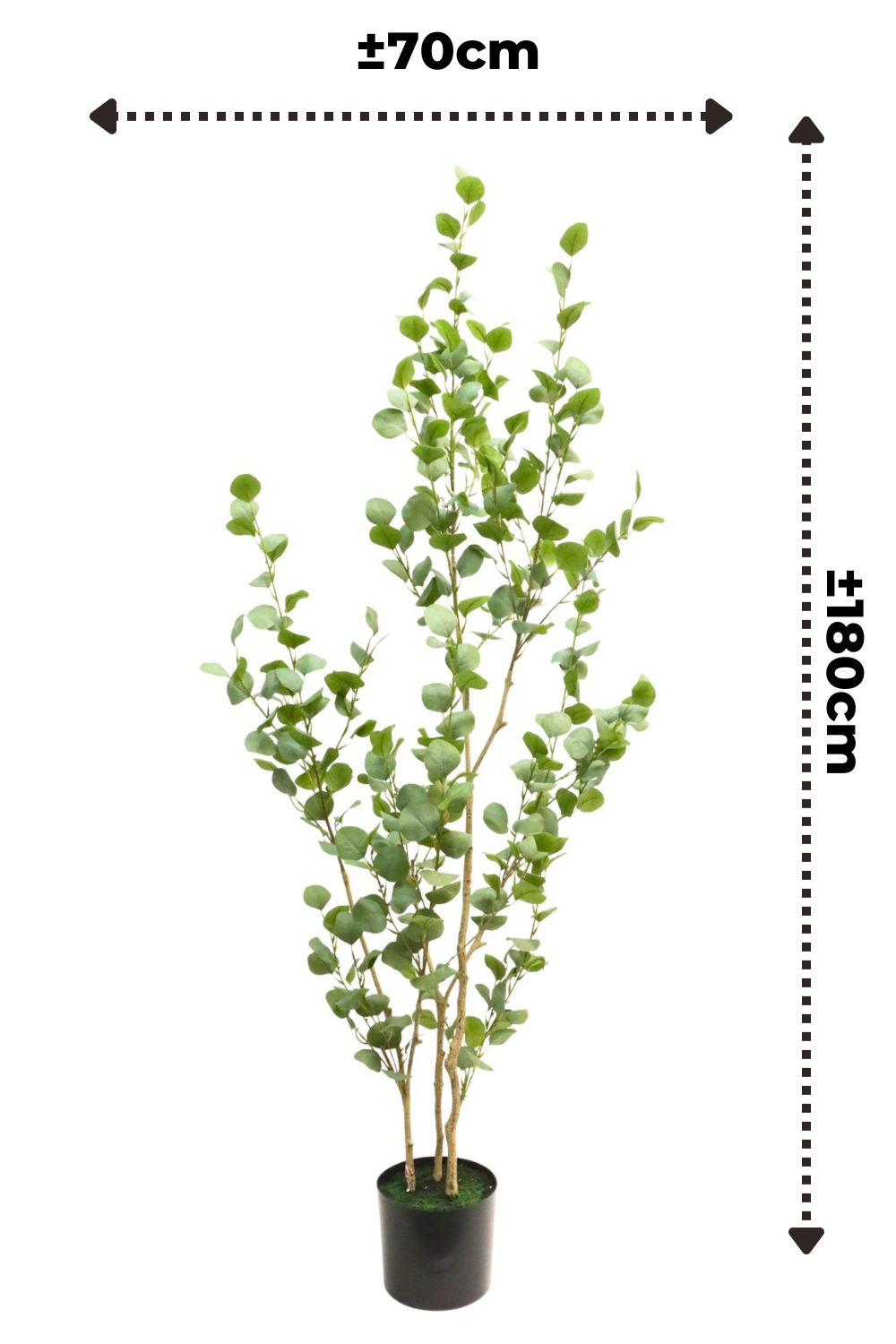 Dimensions de l’Eucalyptus Artificiel 180cm