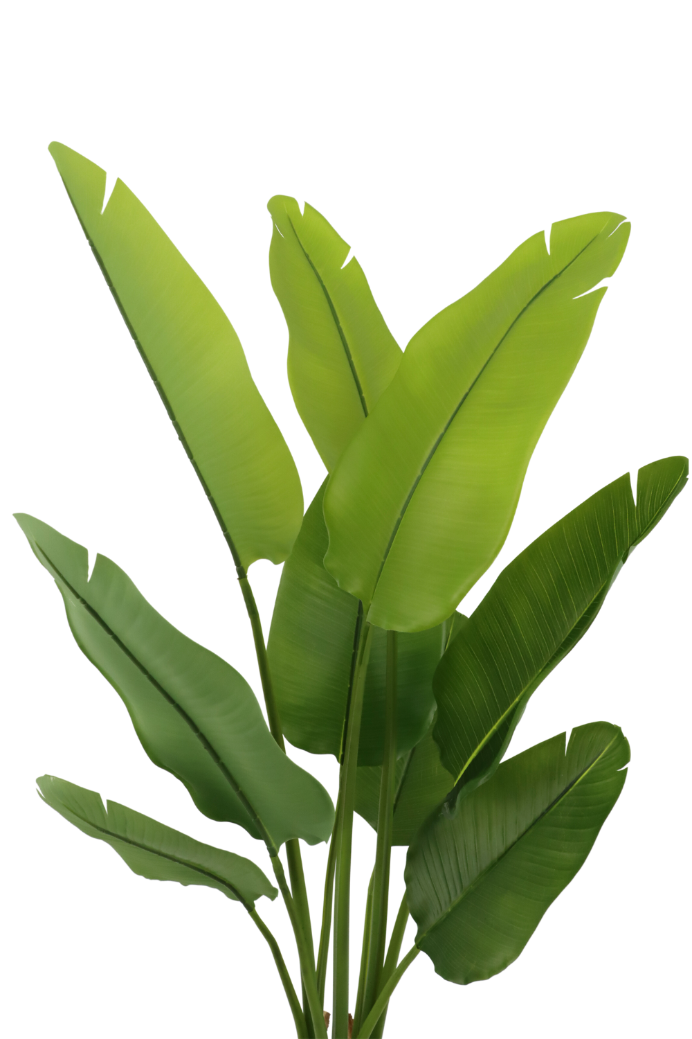 Feuilles de la Strelitzia Artificielle 120cm