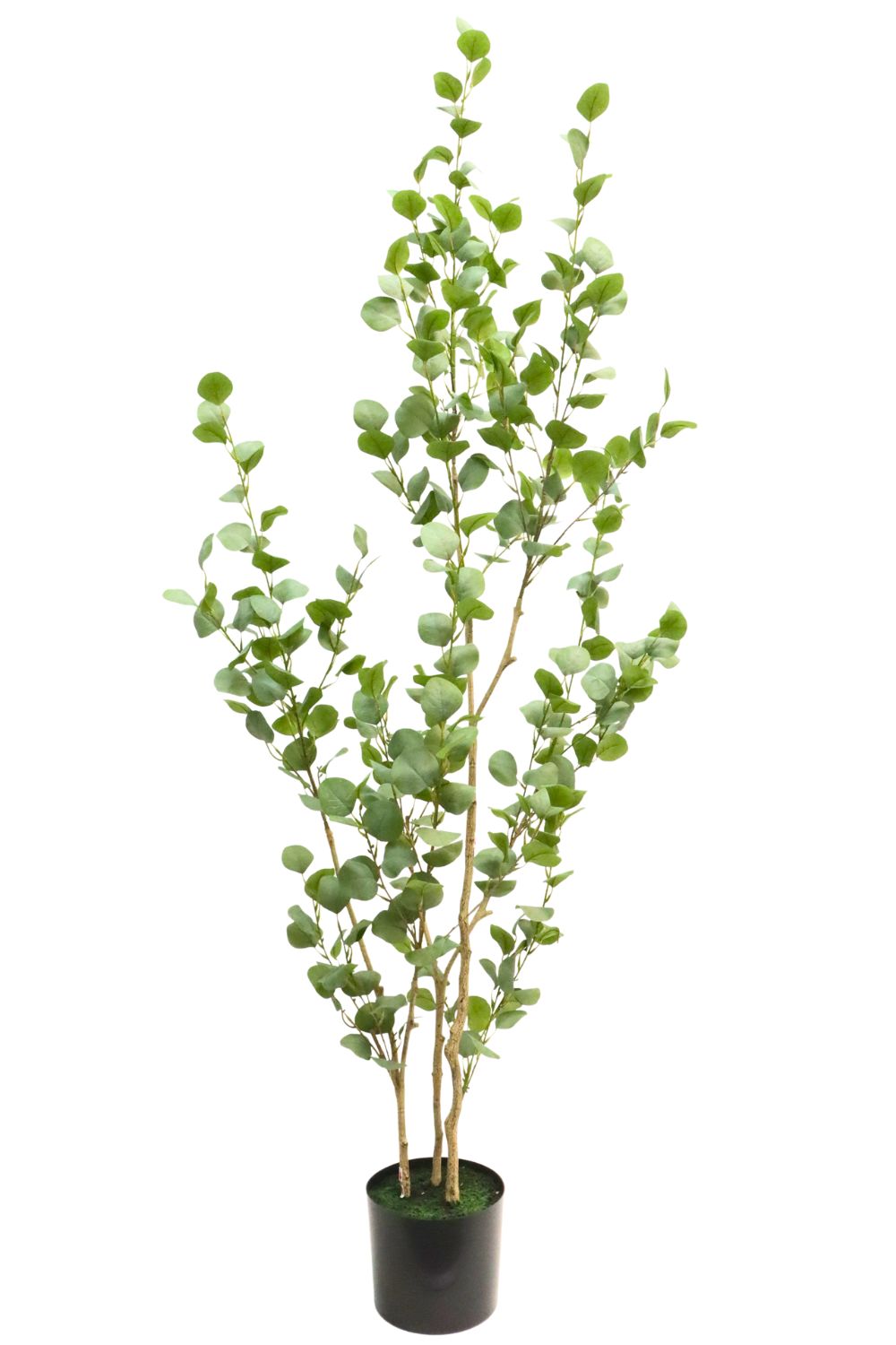 Eucalyptus Artificiel 180cm