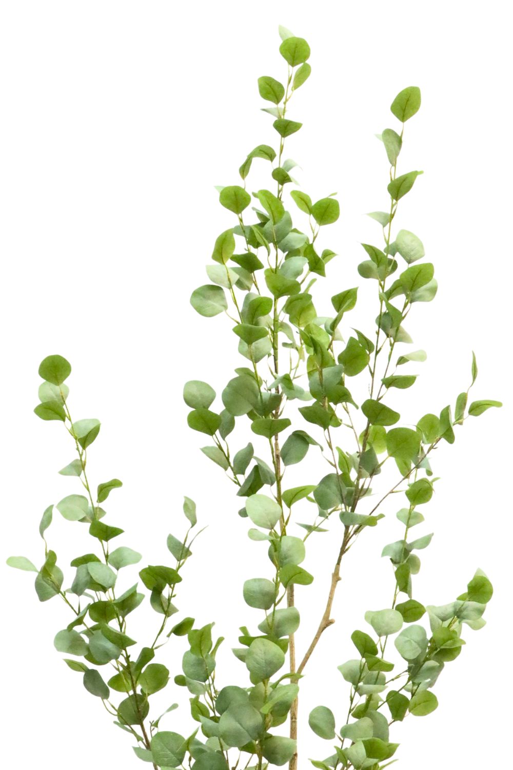 Détails des branches de l’Eucalyptus Artificiel 180cm
