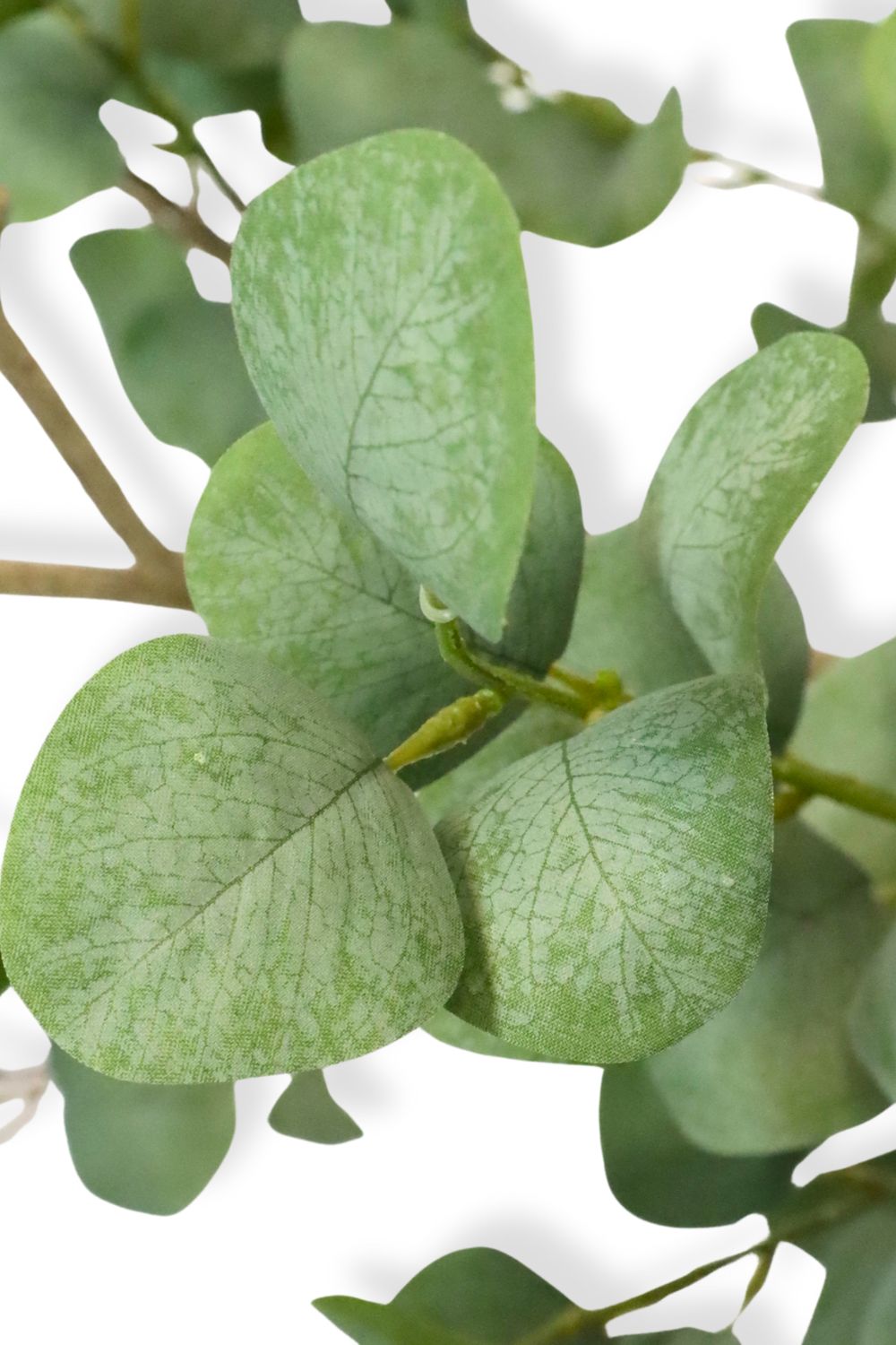 Détails des feuilles de l’Eucalyptus Artificiel 180cm