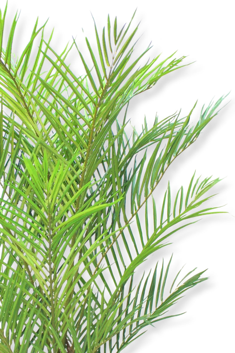 Détails du Palmier Artificiel 180cm