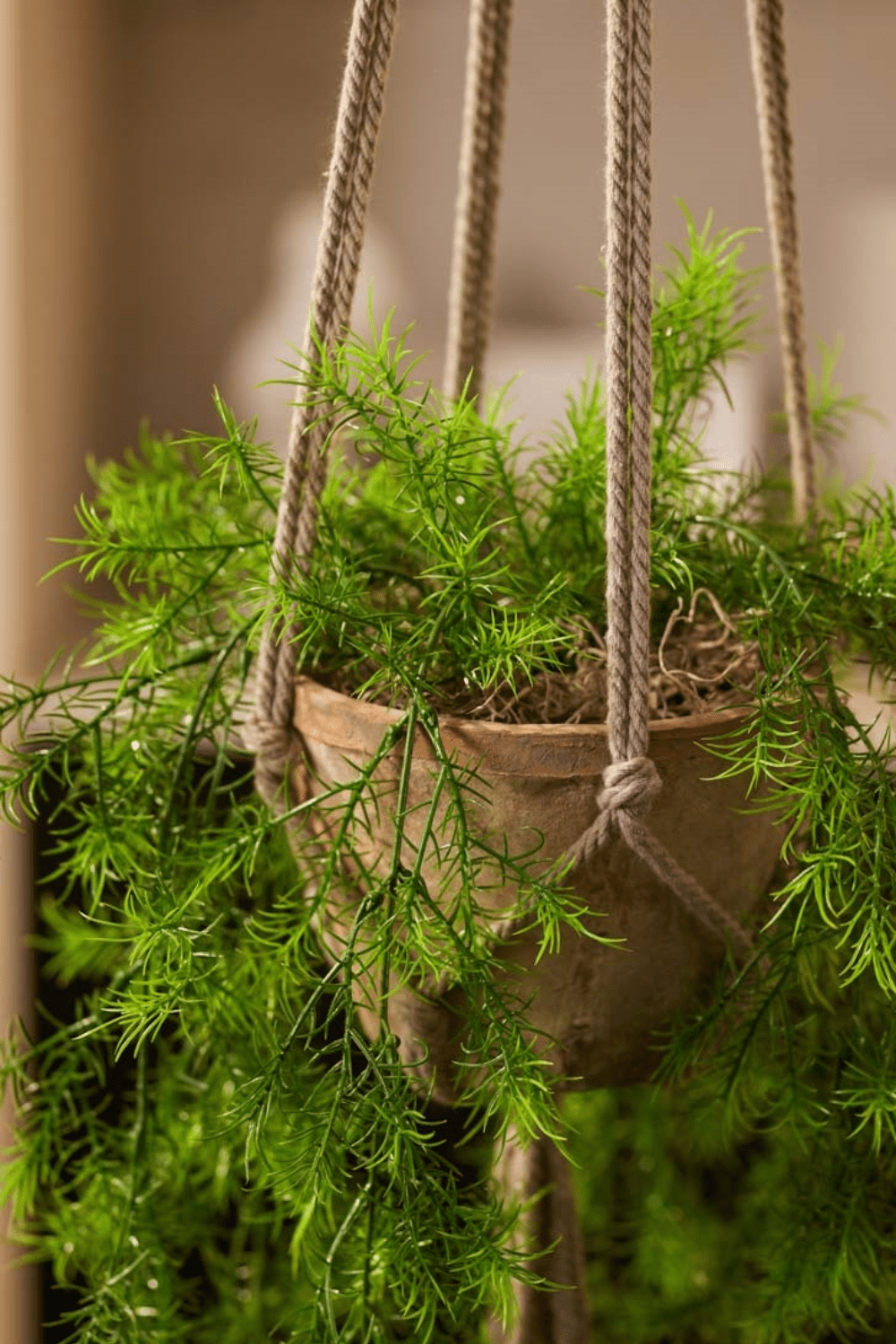 Asperge Artificielle Sprengeri Plante Suspendue 75cm