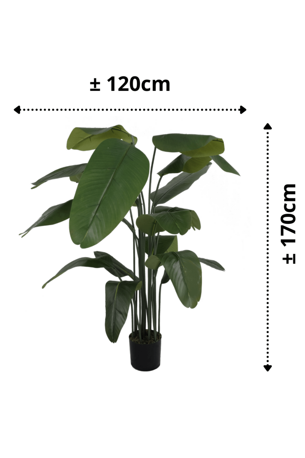 Bananier Artificiel Série A 170cm