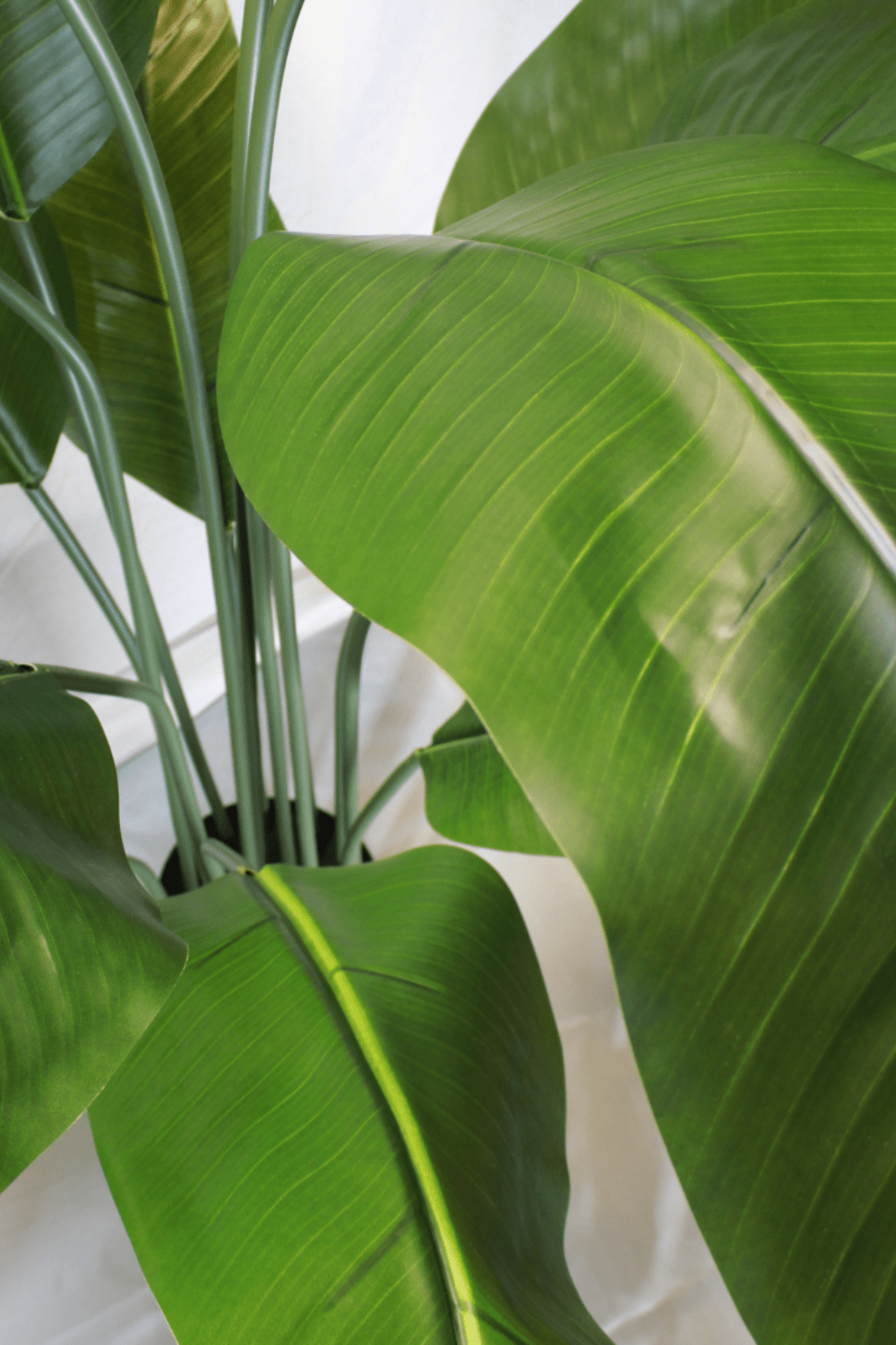 Bananier Artificiel Série A 170cm