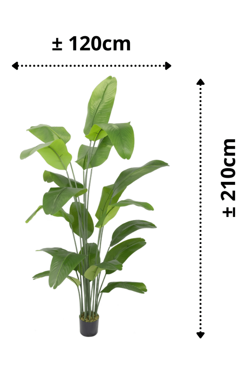 afmetingen Kunst Bananenplant Serie A 210cm