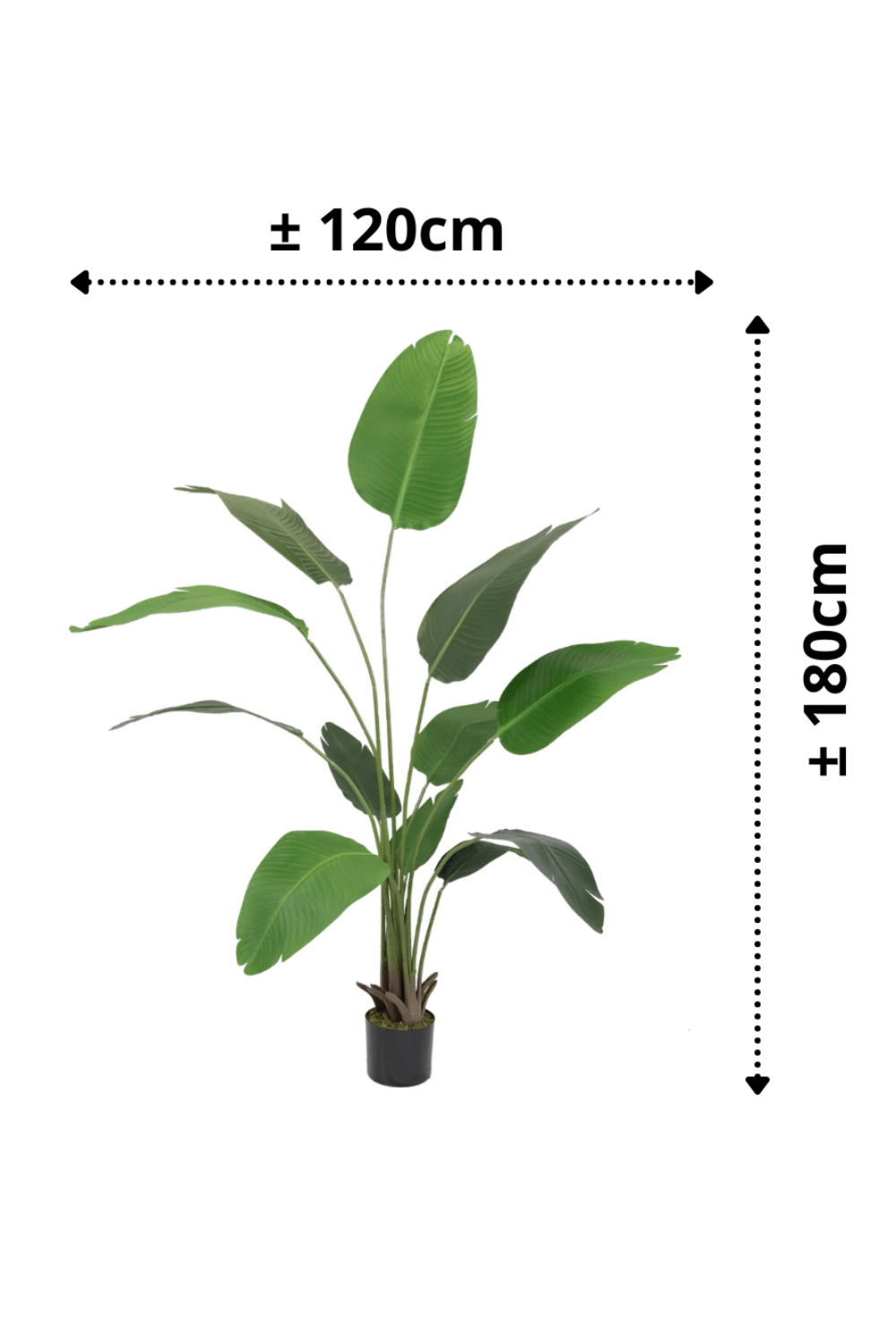 Plante Artificielle Strelitzia 180cm