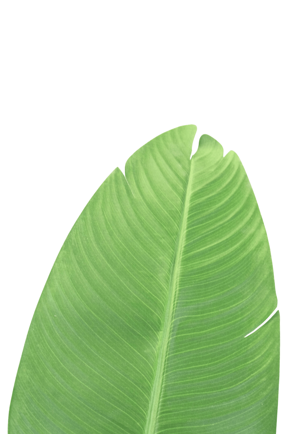 Plante Artificielle Strelitzia 180cm